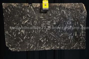 Black Fossil Marble Slabs