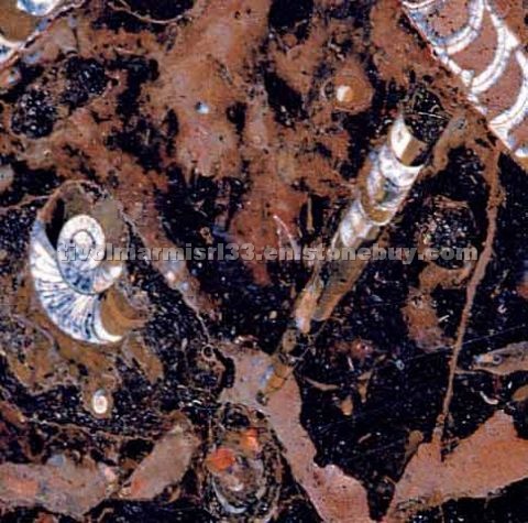Pierre du Four - Fossil Stone