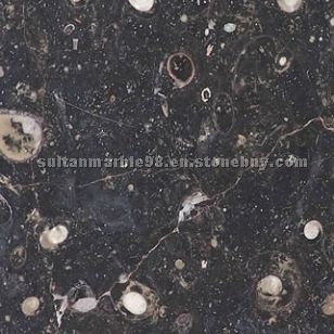 Fossil Brown - Fossil Marron Limestone