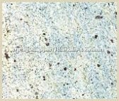 Kashmir White Granite Kashmir White Granite