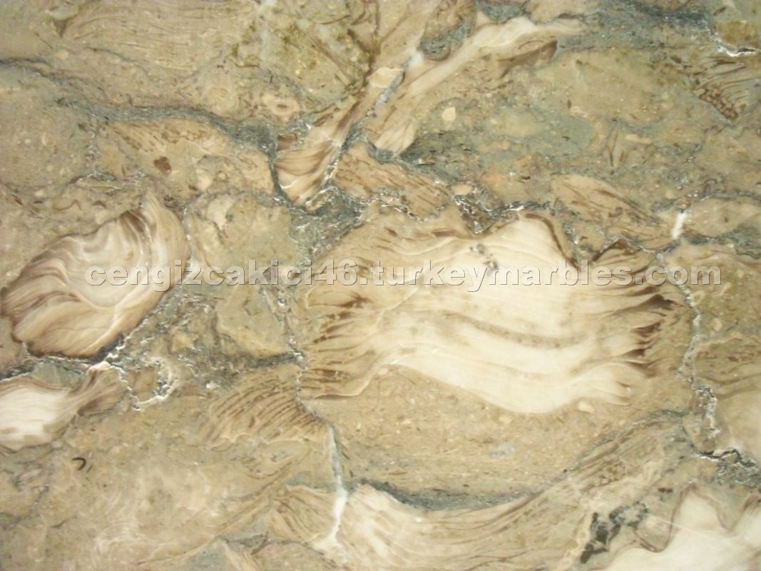 Fossil Beige Limestone