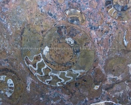 Maron Fosil Marble