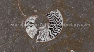 Grande Fossil Marble