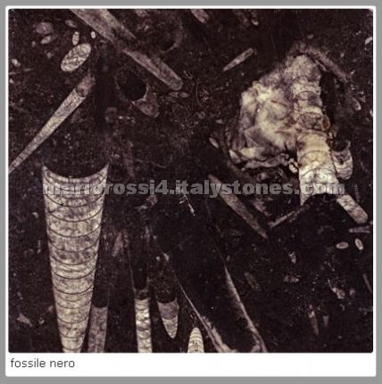 Fossile Nero Limestone - Black Fossile