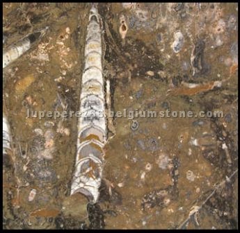 Marron Fossil marble