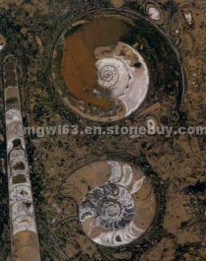 Fossile Marron