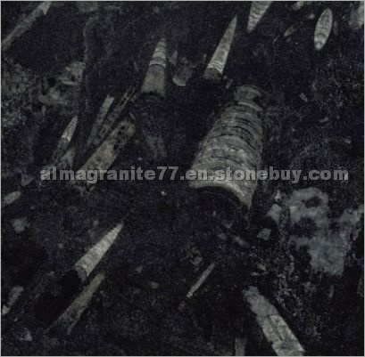 Fossil Black Marble