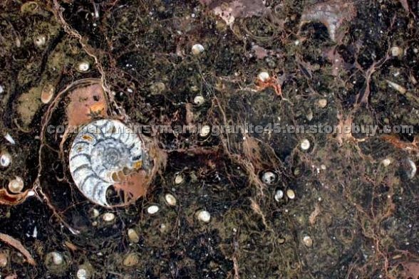 Marron Fossil marble