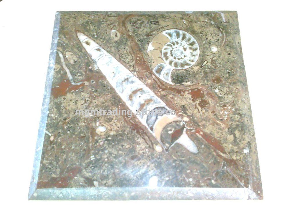 Brown Fossil Marble Brown Fossil Marble