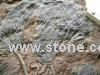 Crinoids Slabs