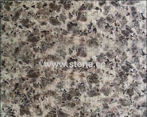 Leopard Skin Leopard Skin