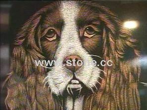 Shadow of the Lion