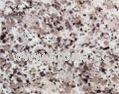 Granite Tiles & Slabs -G640