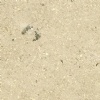 Sinai Pearl
