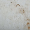 Etrusco Gold Limestone