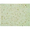 Quartz Stone