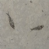 Pesci Fossili