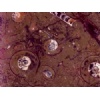 Brown Fossil marble