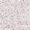 Chima White