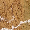 Rain Forest Gold