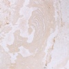 Palladium Coral