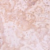 Golden Coral