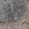 Voehmuta