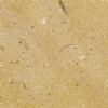 Golden Sinai