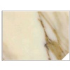 Calacatta Gold