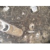 Maron Fossile marble