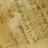 Fossil slate