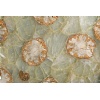 Fossilized Quartz