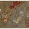 Fossil Red marble