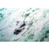 Pinta Verde