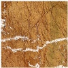 Rainforest Gold