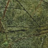 Rain Forest Green