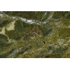 Golden Musk Quartzite