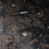 Fossil brown marble