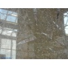 Fossile Marrone