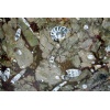 Fossil Brown