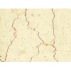 Shell Beige Marble
