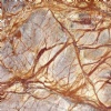 Rain Forest Brown