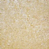 Golden Shellstone