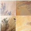 Fossil Sandstone