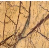 Forest Golden