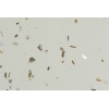 Cowry White