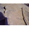 Fossile natural stone