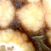 Honey Onyx