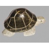 Lazy Green Turtle