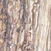 Azarshahr Walnut